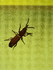 Amorphocephalina