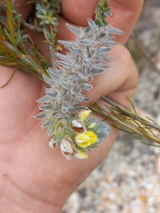 Aspalathus altissima