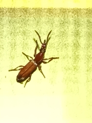 Amorphocephalina