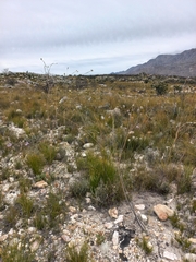 Aspalathus altissima