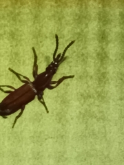 Amorphocephalina