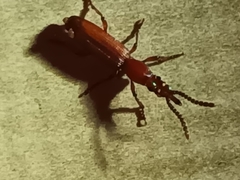 Amorphocephalina