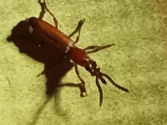 Amorphocephalina