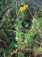 Ratibida peduncularis