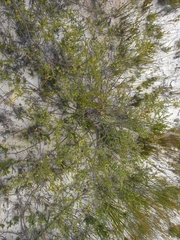 Aspalathus wittebergensis