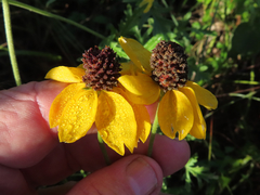 Ratibida peduncularis