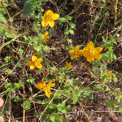 Sclerocarpus uniserialis austrotexanus