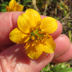 Sclerocarpus uniserialis austrotexanus