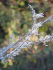 Echium italicum