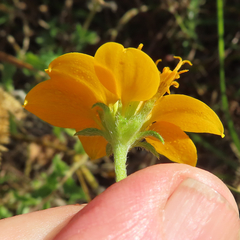 Sclerocarpus uniserialis austrotexanus