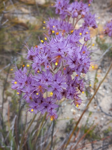 Image of Dilatris ixioides by (c) Brian du Preez, some rights reserved (CC BY-SA)