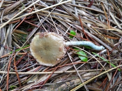 Stropharia pseudocyanea