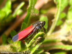 Cardioscarta flavifrons