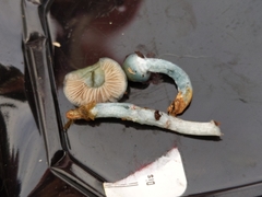 Stropharia pseudocyanea