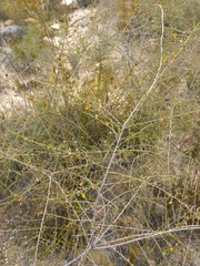 Aspalathus divaricata divaricata