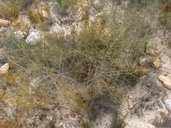 Aspalathus divaricata divaricata