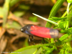 Cardioscarta flavifrons