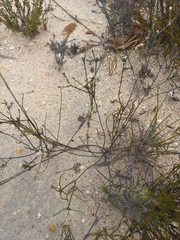 Lachnaea funicaulis