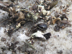 Steatoda ancorata