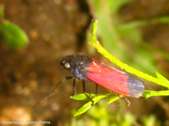 Cardioscarta flavifrons