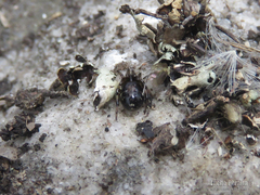 Steatoda ancorata