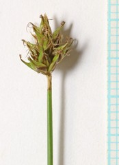 Carex hoodii