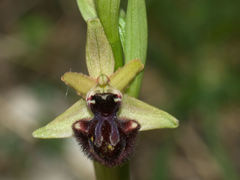 Ophrys sphegodes atrata