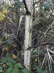 Betula pendula
