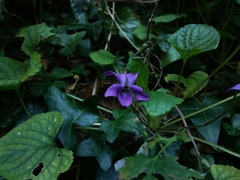Viola stolonifera