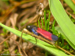 Cardioscarta flavifrons