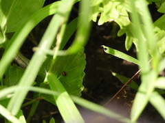 Hyperaspis connectens