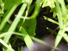 Hyperaspis connectens