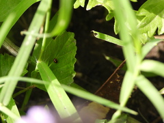 Hyperaspis connectens