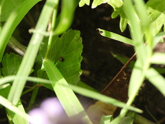 Hyperaspis connectens