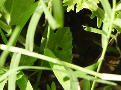 Hyperaspis connectens