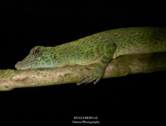 Anolis frenatus