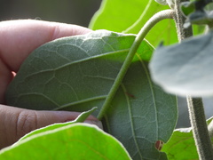 Pseudomyrmex pallidus