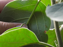Pseudomyrmex pallidus