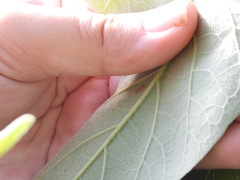 Pseudomyrmex pallidus