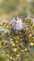 Carpocoris purpureipennis