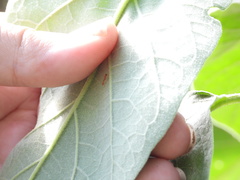 Pseudomyrmex pallidus