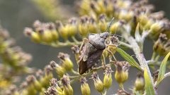 Carpocoris purpureipennis