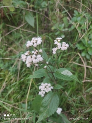Ageratina riparia