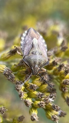 Carpocoris purpureipennis