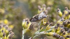 Carpocoris purpureipennis