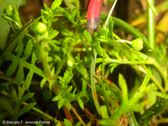 Cardioscarta flavifrons