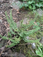 Asplenium monanthes