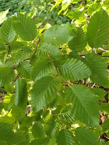 Eastern Hornbeam