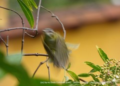 Vireo flavoviridis