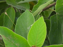 Diceratalebra interrogata